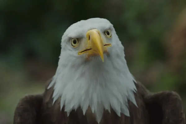 does eagly die in peacemaker