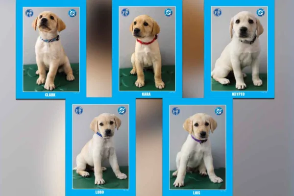 SUPER HEROES UNITE! DC AND GUIDE DOGS OF AMERICA | TENDER LOVING CANINES EMBARK ON AN IMPACTFUL COLLABORATION