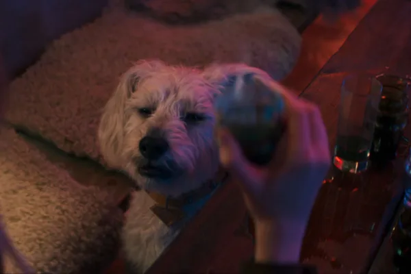 Krypto footage from Supergirl at the Puppy Bowl